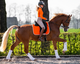 orange saddle pad jumping